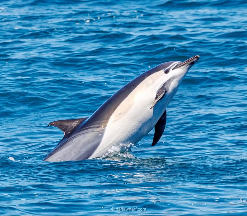 Common dolphin leaping off Dana Point, part of the dolphin megapods seen year-round on Dana Wharf whale watching tours