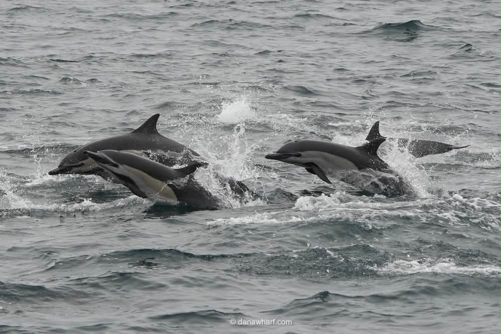 Pod of common dolphins porpoising off Dana Point on a Dana Wharf whale watching tour