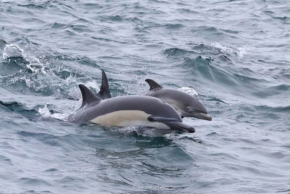 Two common dolphins surfacing alongside a Dana Wharf boat off Dana Point