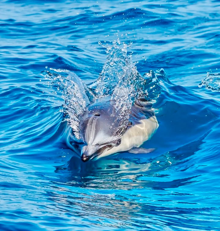 Common dolphin porpoising off Dana Point on a Dana Wharf whale watching tour in October
