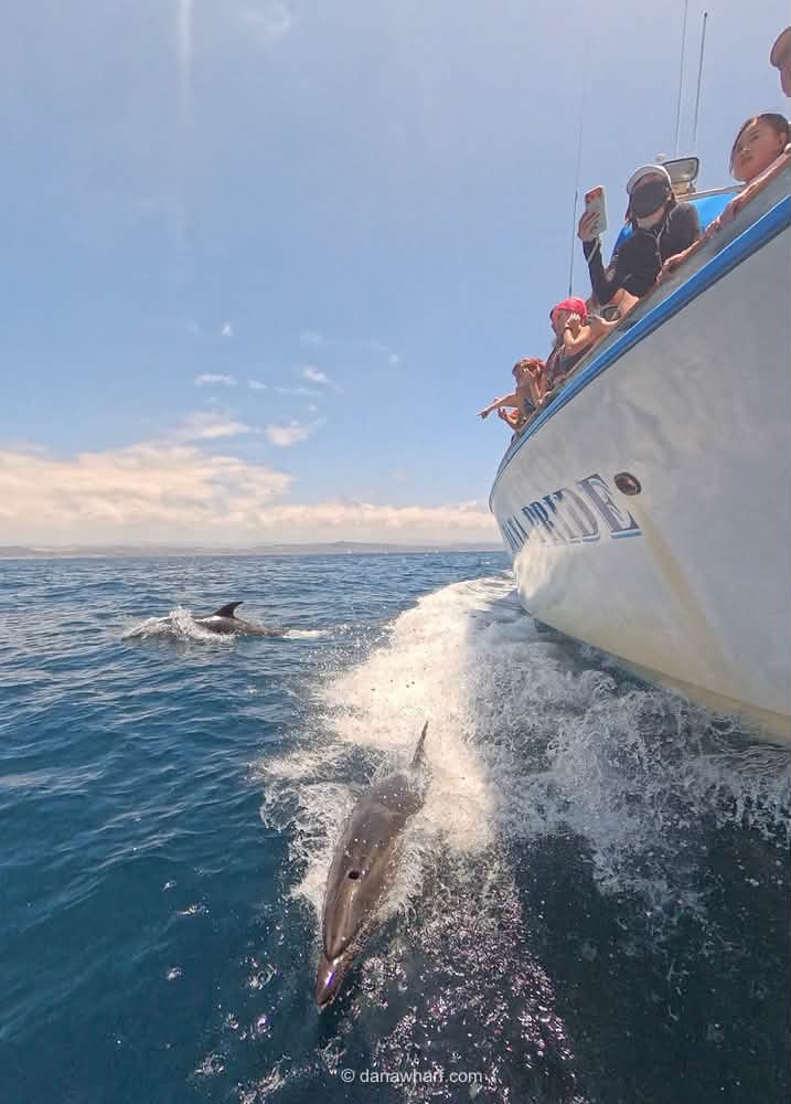 Common dolphins riding alongside the Dana Pride as guests watch, Dana Point whale watching in fall