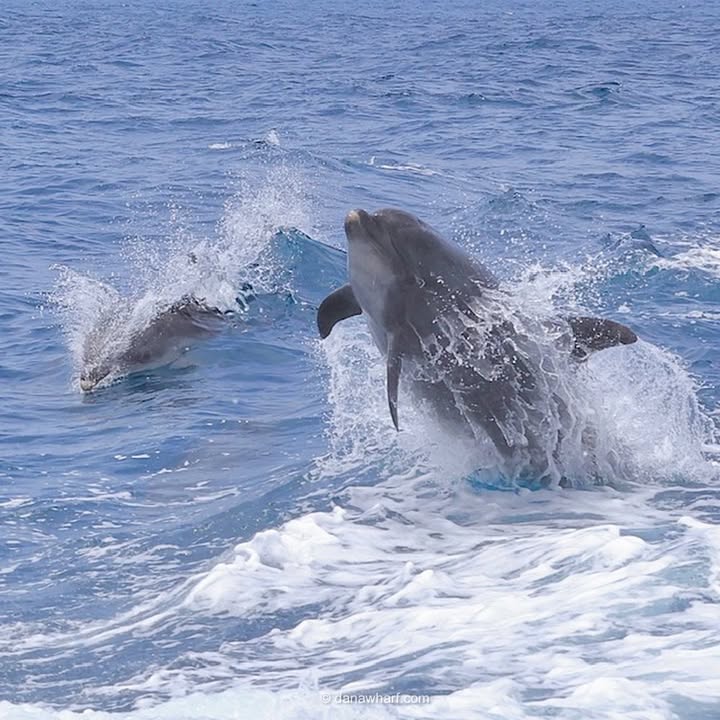 Dolphins leaping off Dana Point during an October whale watching trip with Dana Wharf