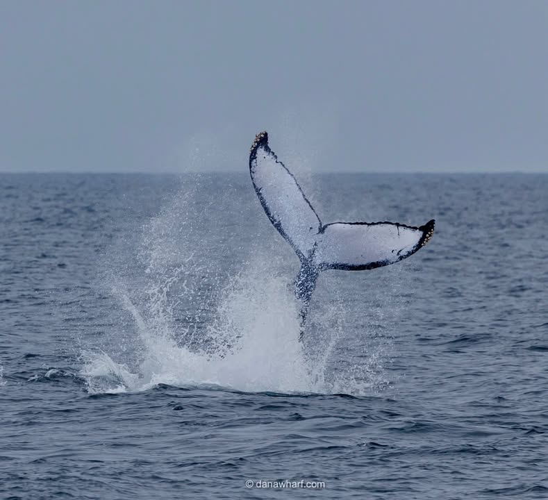 Humpback whale throwing its fluke off Dana Point, peak fall acrobatics on a Dana Wharf whale watching tour