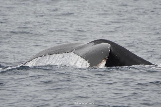 Humpback whale fluke diving off Dana Point during a fall and early winter whale watching tour
