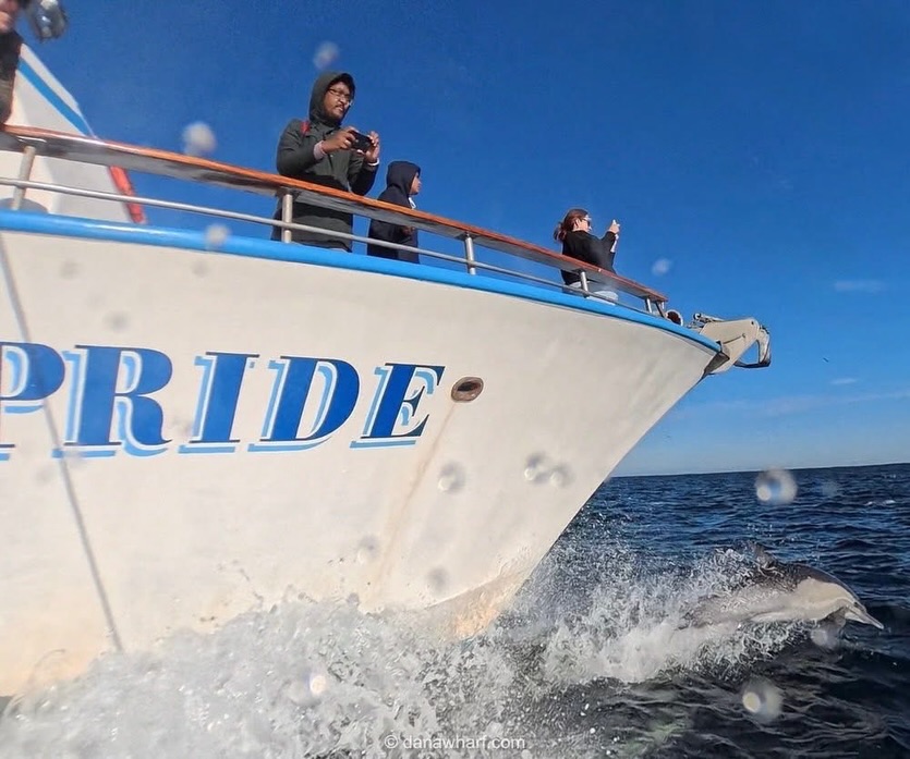 Guests in winter layers on the bow of the Dana Pride watching a dolphin ride the bow wave on a February whale watching trip in Dana Point