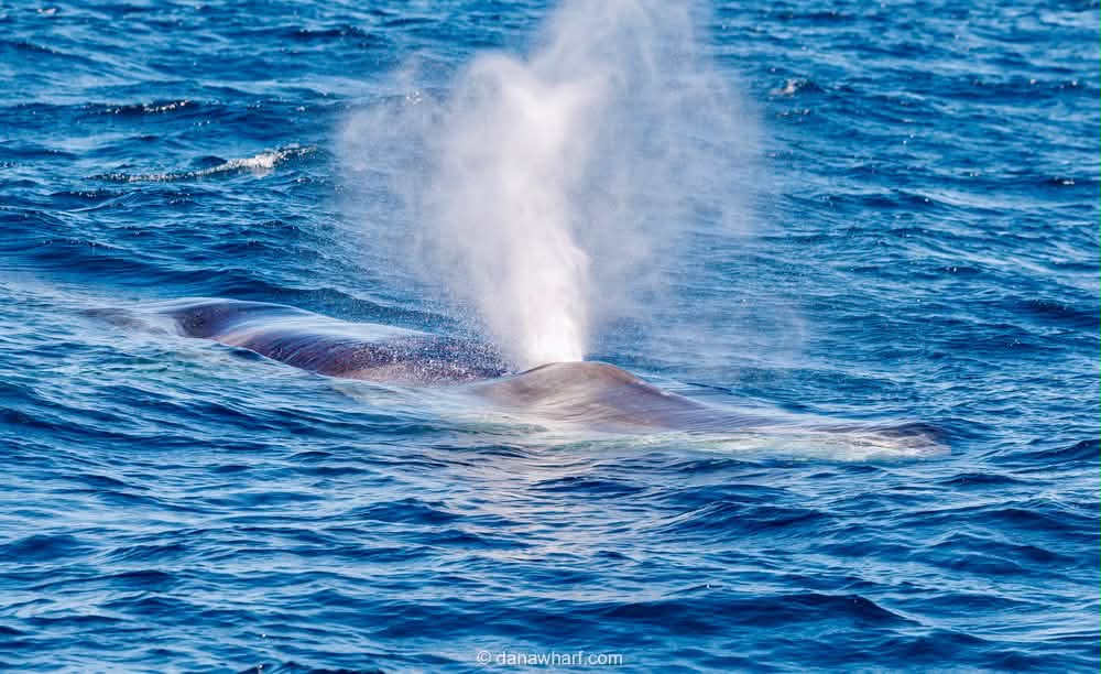 Large baleen whale spouting less than three miles from Dana Point Harbor on a Dana Wharf whale watching trip