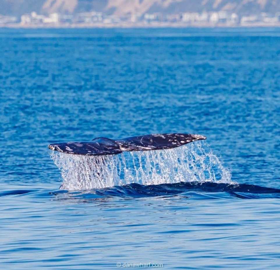 Gray whale fluke lifting out of the water in front of the Dana Point coastline during the March northbound migration