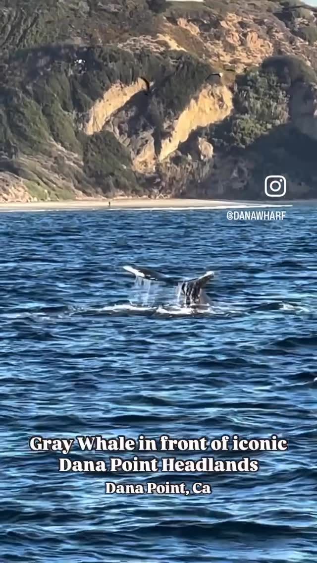Gray whale fluke in front of the Dana Point Headlands during the December southbound migration, Dana Wharf whale watching tour
