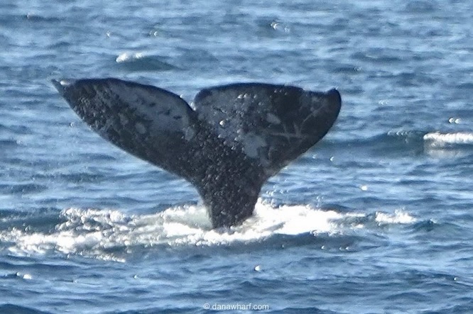 Gray whale fluke lifting for a dive off Dana Point Harbor during peak January gray whale season, Dana Wharf whale watching