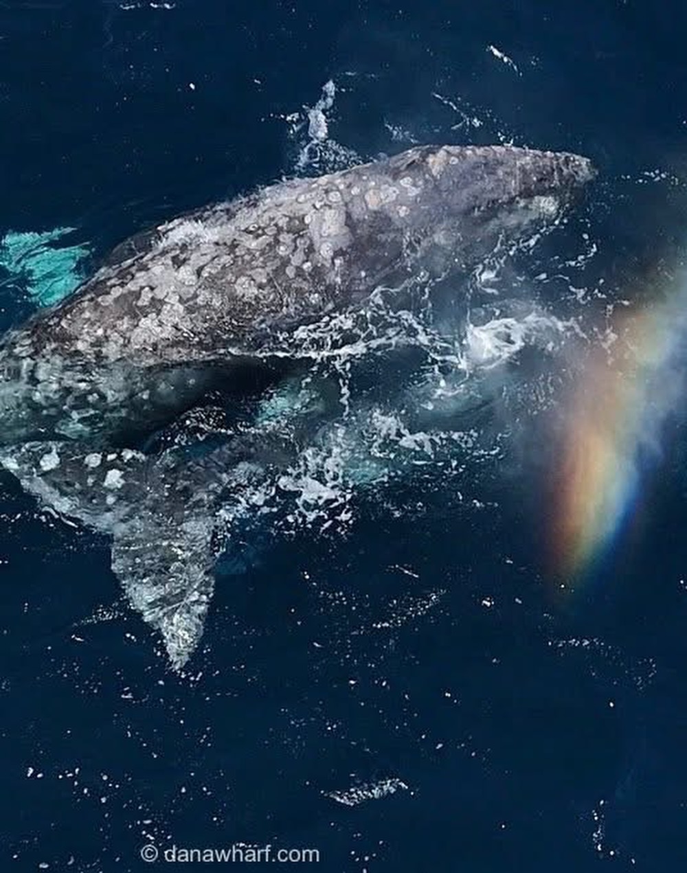 Northbound gray whale surfacing with a rainbow in its blow off Dana Point in March, Dana Wharf whale watching tour