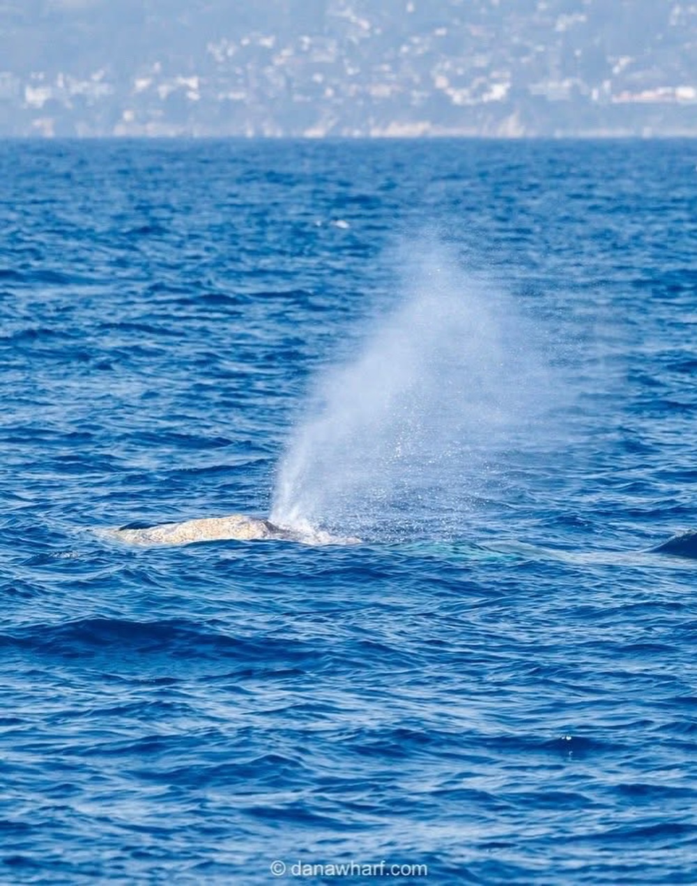 Gray whale spouting off the Dana Point coast during the northbound spring migration on a Dana Wharf whale watching trip