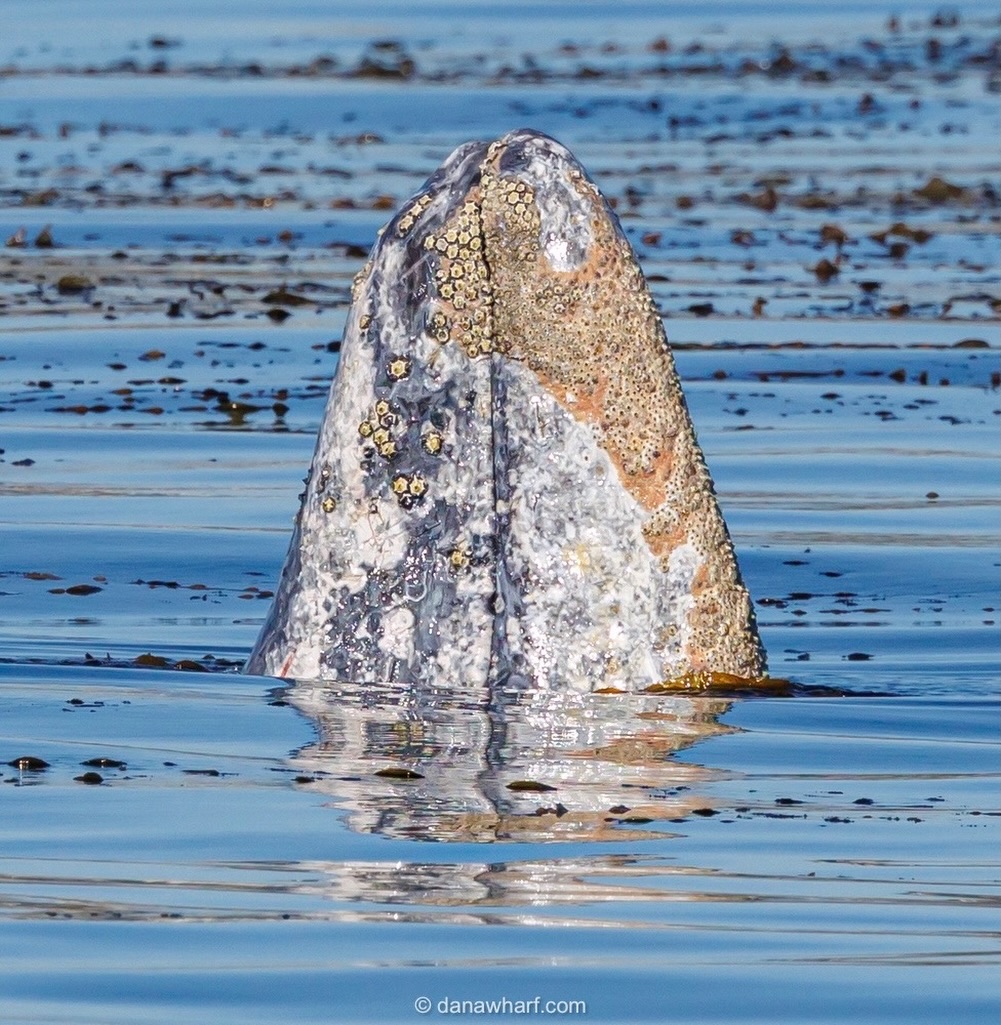 Gray whale spy hopping off Dana Point during the December southbound migration, Dana Wharf whale watching tour