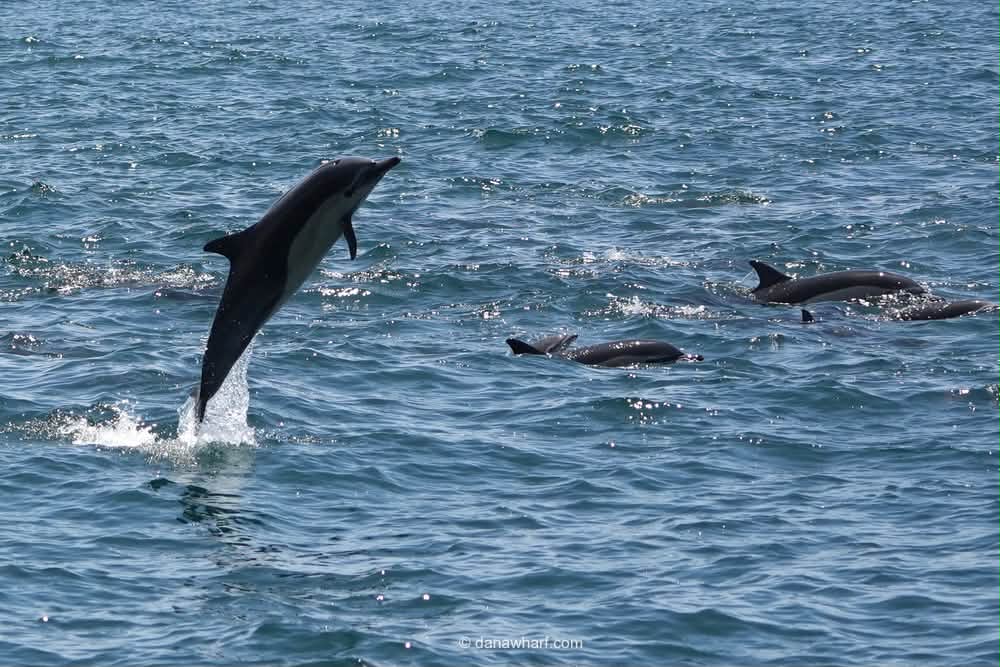 Common dolphin leaping clear of the water off Dana Point, California, with its pod nearby on a Dana Wharf whale watching tour