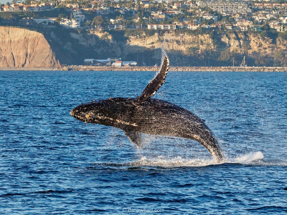 Humpback whale breaching in front of the Dana Point Headlands on a Dana Wharf whale watching tour