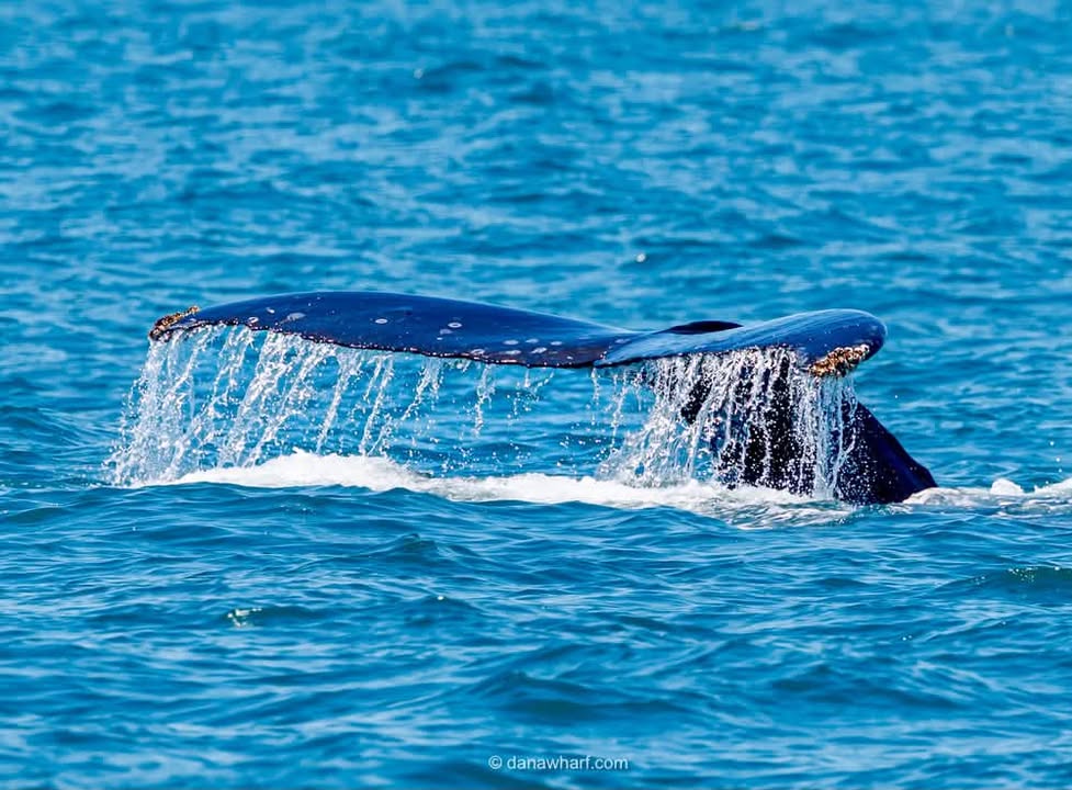 Humpback whale fluke diving off Dana Point on a Dana Wharf whale watching tour