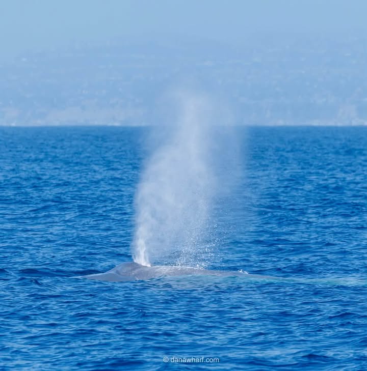 Blue whale spout off Dana Point during summer blue whale season on a Dana Wharf whale watching trip
