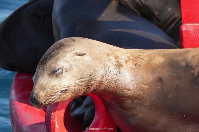California sea lions hauled out on a navigational buoy off Dana Point on an April whale watching tour