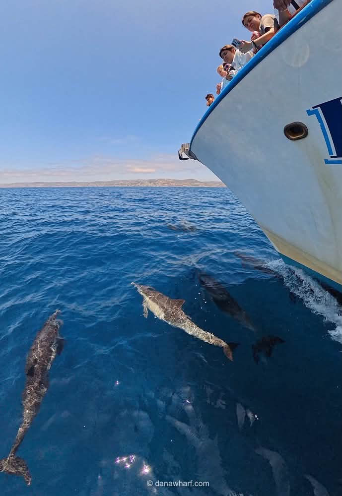 Common dolphins riding the bow wave as passengers watch from the rail on a Dana Wharf whale watching boat in Dana Point