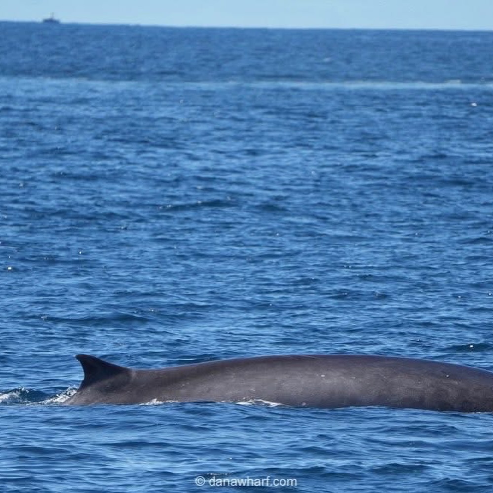 Fin whale showing its falcate dorsal fin off Dana Point in April, Dana Wharf whale watching trip