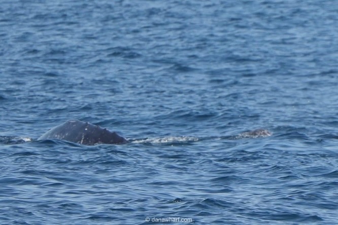 Gray whale cow and calf pair surfacing together off Dana Point during the April northbound migration