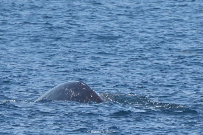 Northbound gray whale arching to dive off Dana Point in April, Dana Wharf whale watching tour
