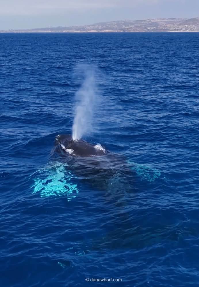 Humpback whale spouting off Dana Point with the Orange County coastline behind, seen on a Dana Wharf whale watching tour near Anaheim